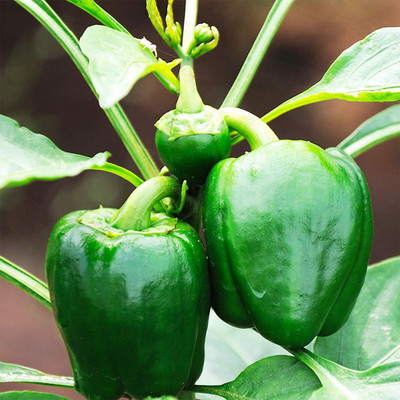 CYBEXIS Heirloom Sweet Bell Pepper Capsicum Seeds600 Seeds Seed(600 per packet)