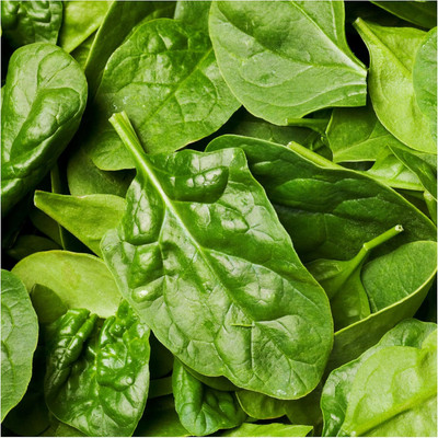 Qualtivate HUA-8A Giant Nobel Spinach Seeds Seed(300 per packet)