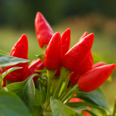 Biosnyg F1 Hybrid Hot Bird Eye Chilli Seeds for Home Gardening-(1000 Seeds) Seed(1000 per packet)