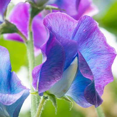 LASMA Sweet Pea Blue Shift Seed(20 per packet)