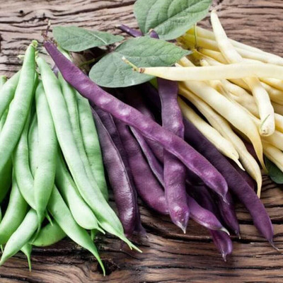 DIVINE BEANS Seed(80 per packet)