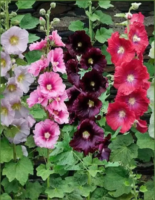 wequality Mix colour hollyhock flower seeds for hpome garden Seed(95 per packet)