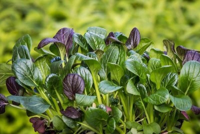 Aywal Spinach Seeds Hybrid, Palak, Palong Saag, Green Leafy Vegetable Seed(2000 per packet)