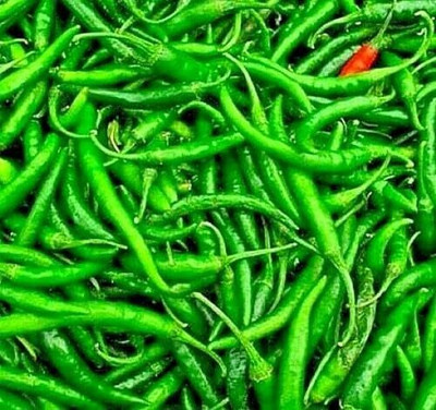 KNESSiN Non GMO Long Green Mirch Seeds For Gardening-(1200 Seeds) Seed(1200 per packet)