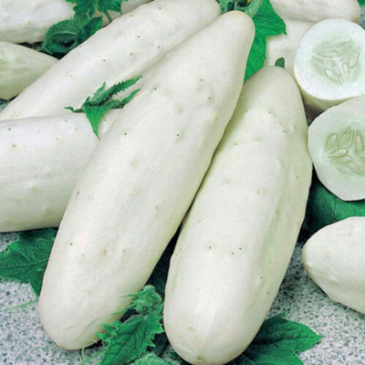 CYBEXIS Heirloom White Cucumber Seeds1000 Seeds Seed(1000 per packet)