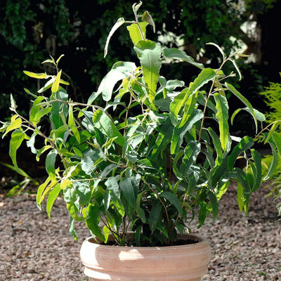 CYBEXIS Lemon Eucalyptus Seeds 400 Seeds Seed(400 per packet)