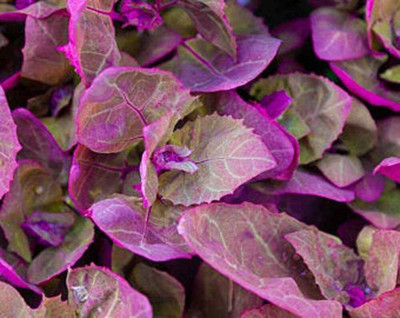 KNESSiN Green Amaranthus Seed(200 per packet)