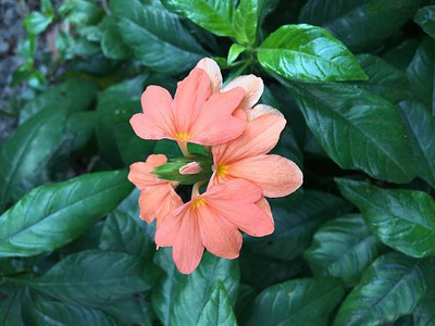 GREEN GRAM MOONG SEEDS kanakambaram-firecracker-crossandra Seed(23 per packet)