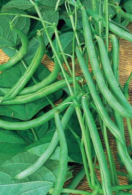 Aywal Hybrid French Beans Selection - High Yielding Seed(39 per packet)