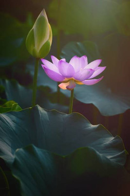 Elysian Enterprises lotus,kamal gatta Seed(10 per packet)