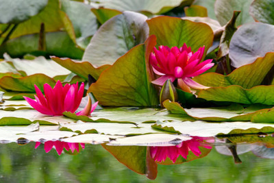 SANGEETS COLLECTION lotus,kamal gatta Seed(11 per packet)