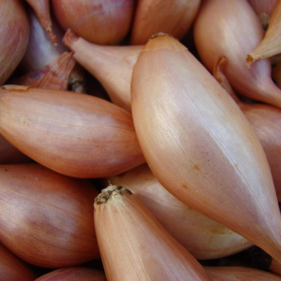 WILLVINE PUSA -XII French Zebrune Shallot Onion [1g] Seed(750 per packet)