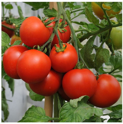 Bula Plant House Fresh Tamato Hybrid Eco-friendly Seed(60 per packet)