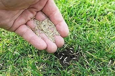 Greenfall High-Quality Lawn Grass Seeds for Parks - 5500 Per Packet Seed(5500 per packet)