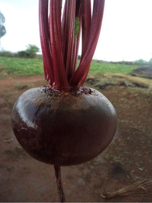 Avysa Beetroot Seeds, chukandar Ke Beej Seed(100 per packet)