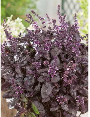 WILLVINE NDIR-31 Basil Red Rubin Seeds Seed(1000 per packet)