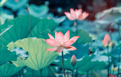 SaaHeli lotus,kamal gatta Seed(11 per packet)