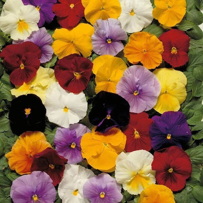 Quentova Viola (Pansy) - Clear Crystals Mixed-KTL-7E Seed(100 per packet)