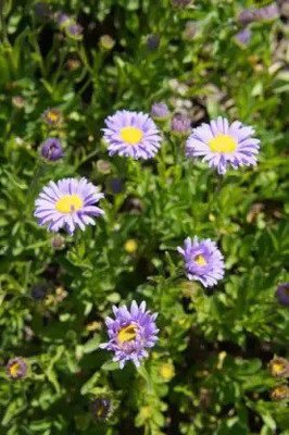 Aro Swan River Daisy Seed(112 per packet)
