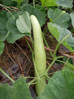 BDSresolve Hybrid long bottle gourd seeds for plant PACK OF 28 Seed(28 per packet)