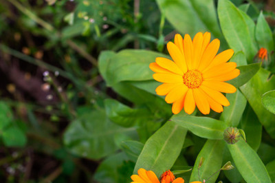 Lippy Organic Calendula Flower Seed(70 per packet)