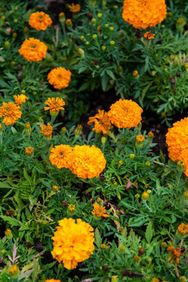 Shyamkripa Criation marigold/gende ka phool flower seeds Seed(50 per packet)