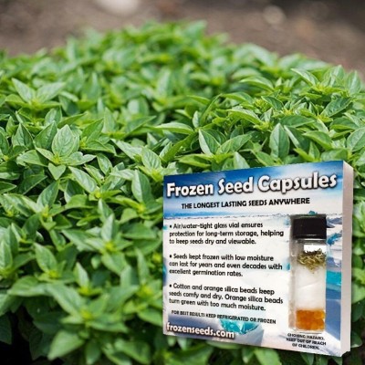 Qualtivate LXI-14 Greek Dwarf Basil (Ocimum basilicum) Seed(1000 per packet)