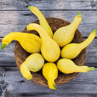 Qualtivate PUAS-1A Yellow Crookneck Summer Squash Seed(30 per packet)