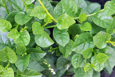 the green dotcom Malabar Spinach, Poi Saag, Pui Saag Seed(500 per packet)
