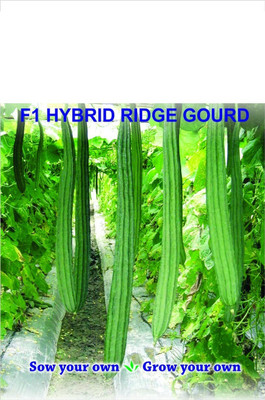Qualtivate GBPT-2A Angled Gourd/Ridge Gourd Seeds Seed(50 per packet)