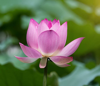 Greenery lotus,kamal gatta Seed(11 per packet)