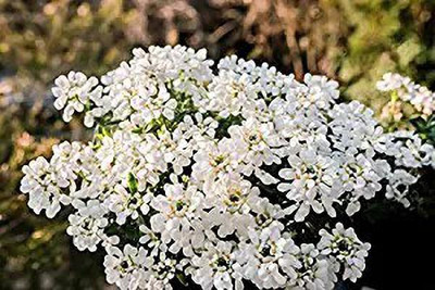 Aro Candytuft Seed(52 per packet)