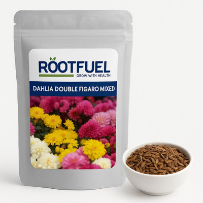 Happy Bazaar Dahlia Double Figaro Mixed Seed(5 g)