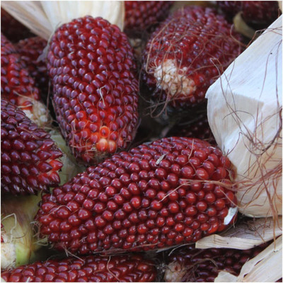 VibeX ® VLR-548 Strawberry Ornamental Popping Corn Seed(500 per packet)