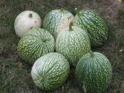 Qualtivate RES-5A ROUND ZUCCHINI SUMMER SQUASH Seed(30 per packet)
