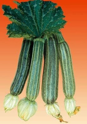 Qualtivate HYB-1A Squash Zucchini Romanesco Seed(30 per packet)