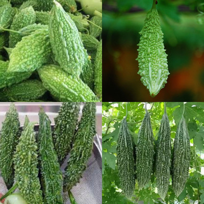 ibains Bitter gourd seed 37 Seed(37 per packet)