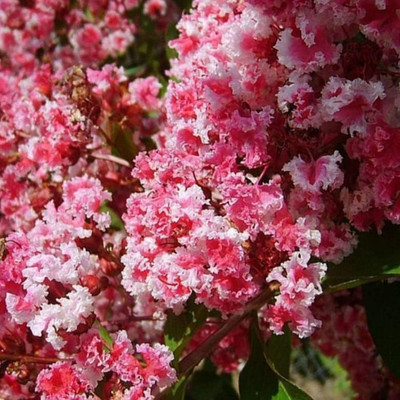 Qualtivate JXL-8AT Peppermint Lace Crape Myrtle Seed(200 per packet)