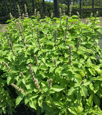 LPR TULSI, BASIL SEEDS Seed(20 per packet)