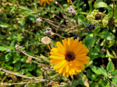 Quentova Calendula Flower-VXI Seed(40 per packet)