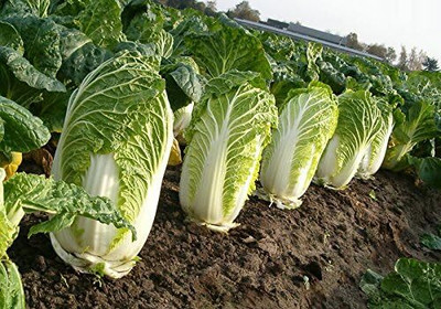WILLVINE GBPUT -I Chinese Napa Cabbage Heirloom [50g] Seed(15000 per packet)