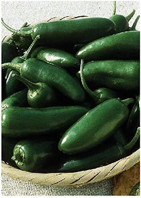 KNESSiN Chilli Pepper Jalapeno Seed(1250 per packet)