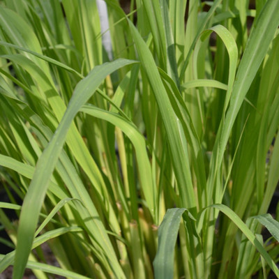 CYBEXIS XLL-1 - Lemongrass Herbs - (2250 Seeds) Seed(2250 per packet)
