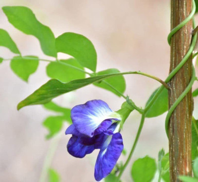 CYBEXIS XLR-57 - Butterfly Pea Flower - (300 Seeds) Seed(300 per packet)