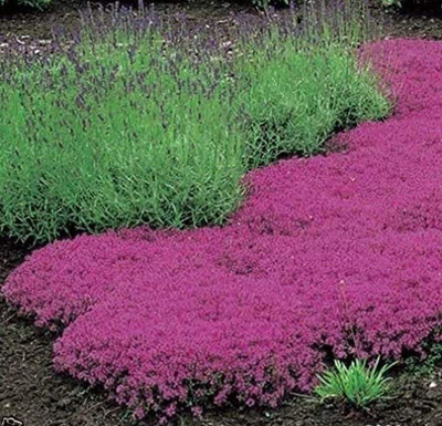 CYBEXIS TLX-41 - Creeping Thyme (Thymus serpyllum) - (150 Seeds) Seed(150 per packet)