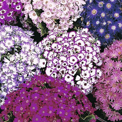 Mozette Exotic cineraria Seed(31 per packet)