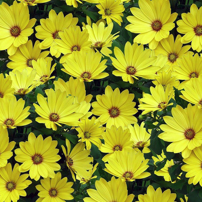 CYBEXIS VXI-19 - African Daisy - Yellow - (60 Seeds) Seed(60 per packet)