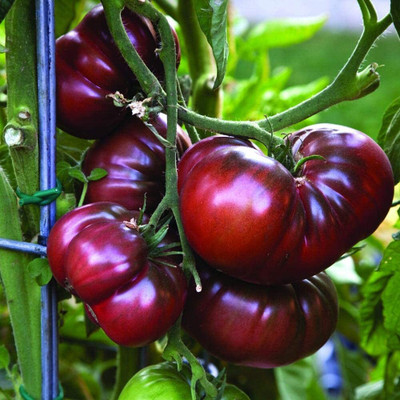 Aywal Tomato - Black Cherry Seed(1000 per packet)