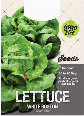 VibeX HUA-14 - White Boston Lettuce - (1350 Seeds) Seed(1350 per packet)