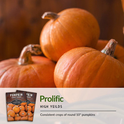VibeX ® VLR-500 Small Sugar Pumpkin Seeds Seed(50 per packet)